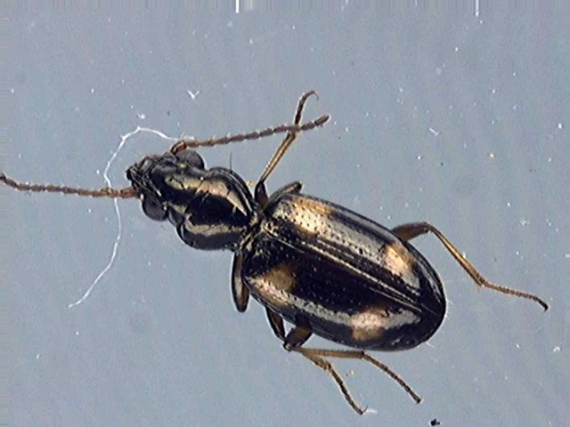 Bembidion quadrimaculatum